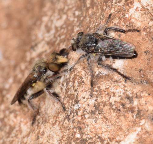 Réf. 255 735 : Pycnopogon sp.